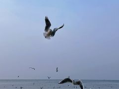 -老虎石海上公园