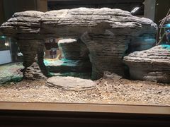 -帕帕拉兹宠物(亚洲旗舰店)