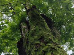 -铁山坪森林公园