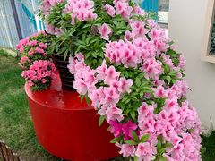 -上海鲜花港
