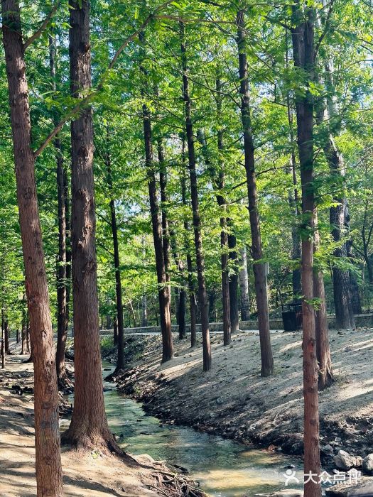 白水寺森林公园图片