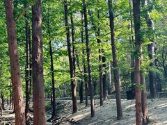 -白水寺森林公园