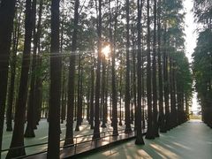 -渌洋湖湿地公园