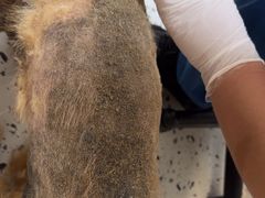 -瑞派康怡24h宠物医院·犬猫医疗中心·微创绝育(瑞景分院)