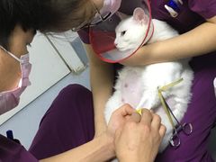 -达爱动物医院·犬猫分区·CT·复杂眼科(远洋山水分院)