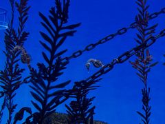 -上海海洋水族馆