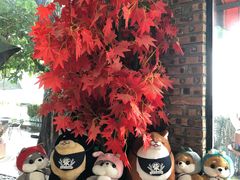 -柴犬高等学院·狗咖·柴犬售卖·宠物训练