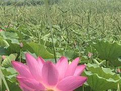 -白洋淀景区