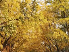 -三里屯东五街银杏大道