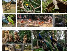 -广州长隆野生动物世界