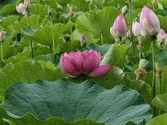 -莲花池公园