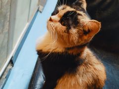 -猫色咖啡·猫咖