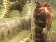 -Isla Sugbu Seafood City