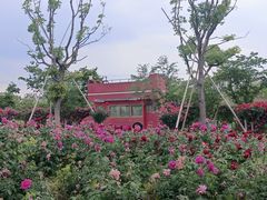 -南通鲜花小镇