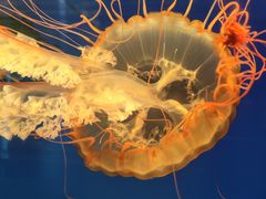 -萌宠奇缘(荣鼎店)