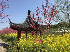 -南汇桃花村