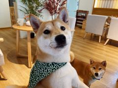 -柴犬小屋·柴餐厅·狗咖食堂(金鼎广场店)