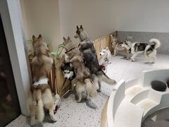 -Husky Go!哈士奇体验馆·宠物咖啡厅狗咖