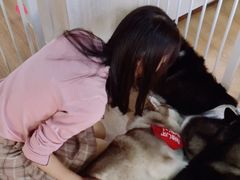 -Husky Go! 哈士奇体验馆·宠物咖啡厅狗咖