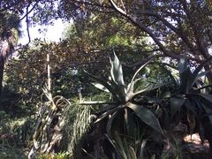 -墨尔本皇家植物园