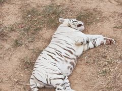 -西霞口神雕山野生动物世界