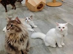 -楼上猫咖(罗湖店)
