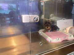 -FAELING PETS美天灵宠物(富力广场店)