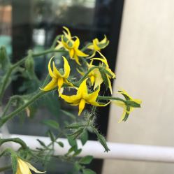 -梦田都市农场(银泰城店)
