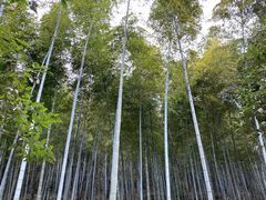 -上海佘山国家森林公园天马山园