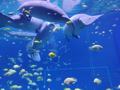 -珠海长隆海洋王国