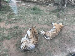 -大连森林动物园