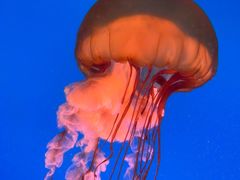 -太平洋海底世界