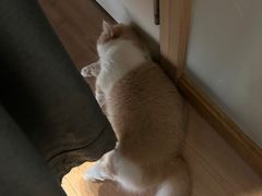 -MOYOYO猫咪咖啡店