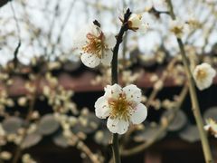 -灵隐飞来峰景区