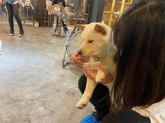 -more than meow吴止猫主题餐厅(承德 中船汇店)