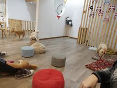 -柴迷FANS CLUB·柴犬狗咖·猫咖