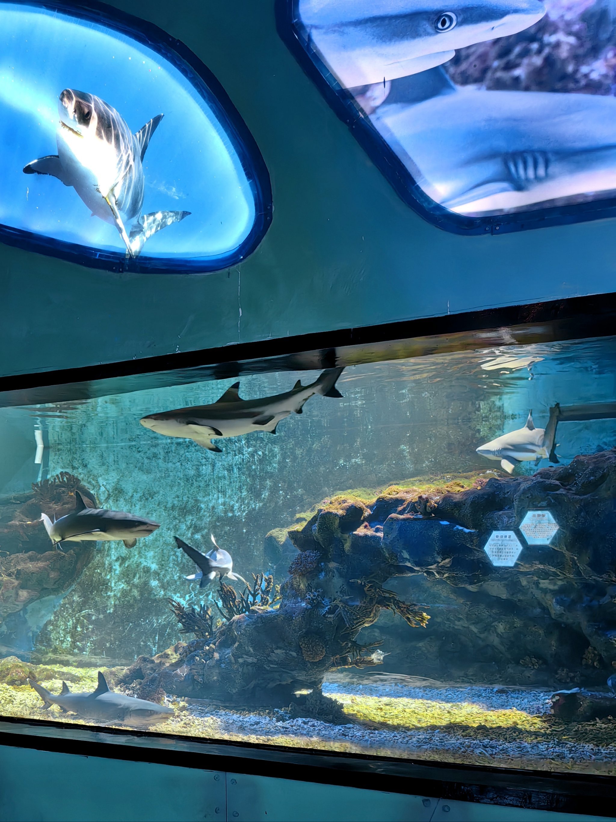 武汉人有自己的海底星空!