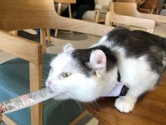 -藏猫猫咖啡主题馆(中央大道店)