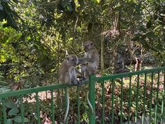 -武吉知马自然保护区