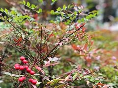 -重庆中央公园(渝北区)