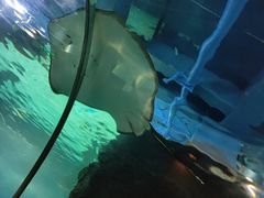 -石家庄海洋公园