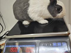 -立德异宠动物医院.兔鸟爬.内窥镜(天河店)
