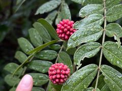 -广州市白云山风景名胜区