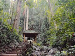 -西双版纳原始森林公园