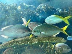 -上海海洋水族馆