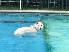 -汪说喵讲宠物乐园宠物酒店(红星美凯龙店)