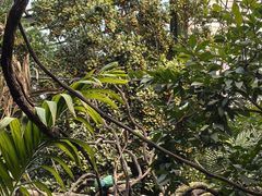 -呀路古热带植物园