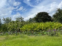 -中国科学院西双版纳热带植物园