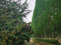 -武汉世外桃源农庄