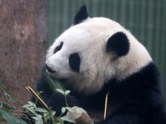 -成都动物园